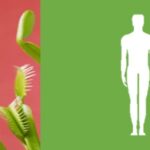 Can Venus Flytraps Hurt Humans