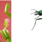 Can Venus Flytraps Survive without Bugs?