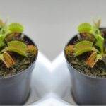 Should Venus Flytraps be Covered