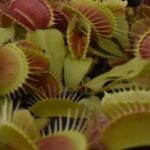 Why Venus Flytrap New Growth Turns Black