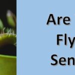 Are Venus Flytraps Alive?