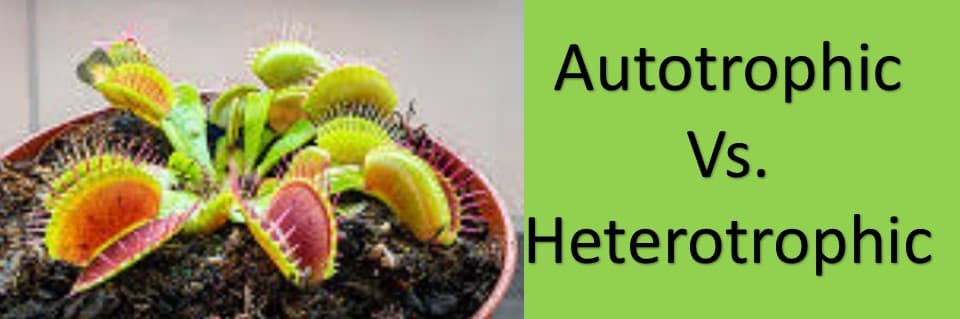 Are Venus Flytraps Autotrophic or Heterotrophic