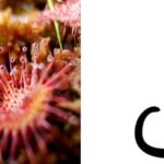 Can Animals Eat Sundews