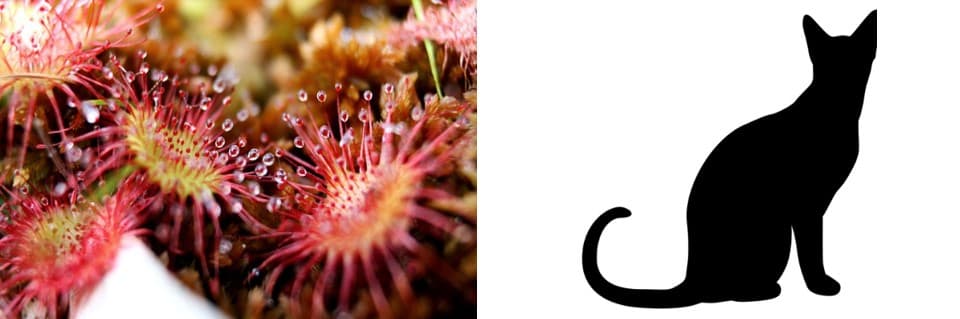 Can Animals Eat Sundews