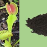 Can I Use Cactus Soil For Venus Flytraps