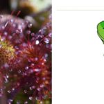 Can Sundews Eat Frogs