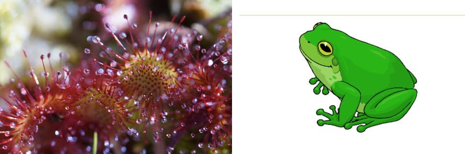 Can Sundews Eat Frogs