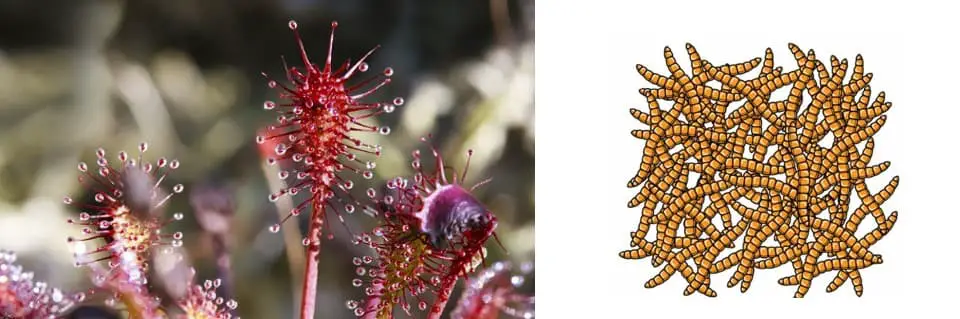Can Sundews Eat Mealworms