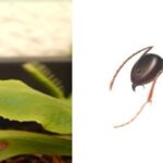 Can Venus Flytraps Eat Ants?