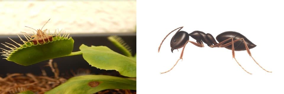 Can Venus Flytraps Eat Ants