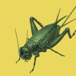Can Venus Flytraps Eat Crickets