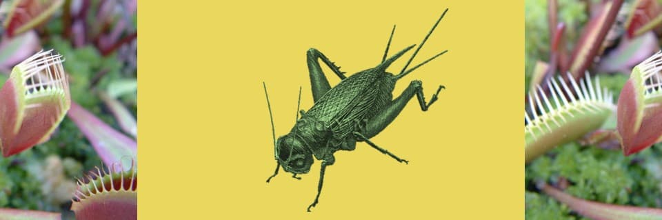 Can Venus Flytraps Eat Crickets
