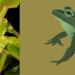 Can Venus Flytraps Eat Frogs