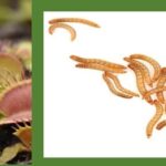 Can Venus Flytraps Eat Worms