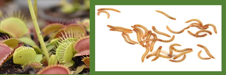 Can Venus Flytraps Eat Worms