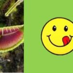 Can You Eat a Venus Flytrap