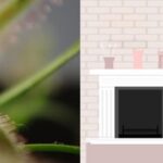 Can You Grow Sundews Indoors?