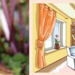 Can You Grow Venus Flytraps Indoors?