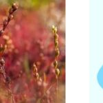 Can You Overwater Sundews?