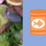 Can You Feed Venus Flytraps Fish Food