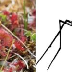 Do Sundews Eat Mosquitoes