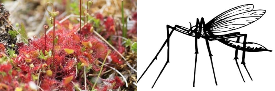 Do Sundews Eat Mosquitoes