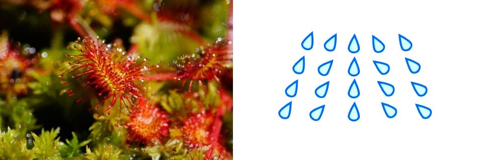 Do Sundews Like Misting