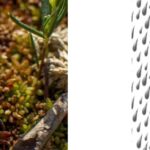 Do Sundews Like Rain?