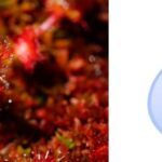 Do Sundews Need to Sit in Water