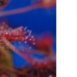 Do Sundews Smell?