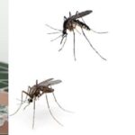Do Venus Flytraps Eat Mosquitoes?