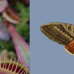Do Venus Flytraps Eat Moths?