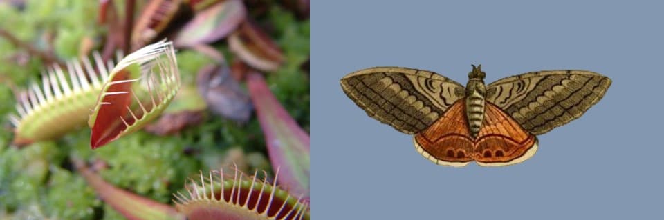 Do Venus Flytraps Eat Moths
