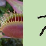 Do Venus Flytraps Eat Spiders