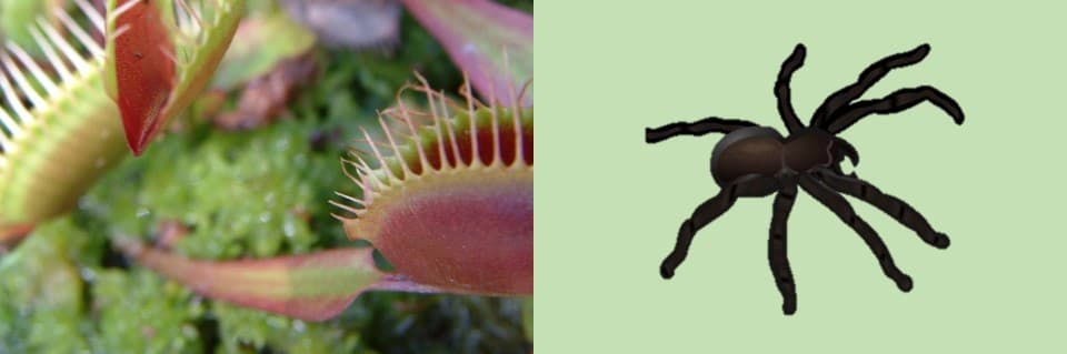 Do Venus Flytraps Eat Spiders