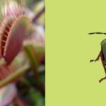 Do Venus Flytraps Eat Stink Bugs