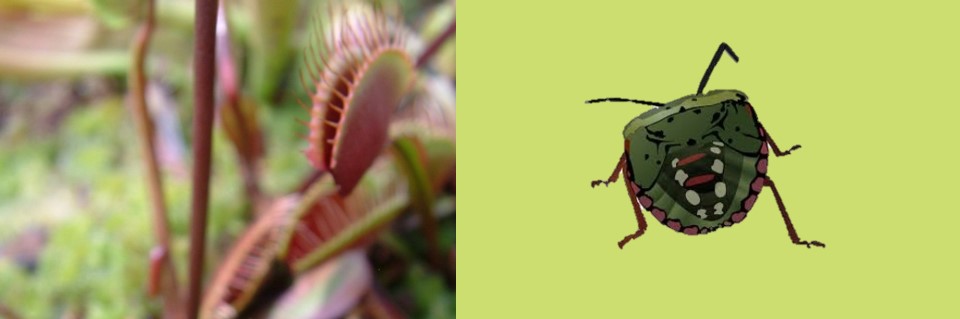 Do Venus Flytraps Eat Stink Bugs