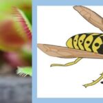 Do Venus Flytraps Eat Wasps?