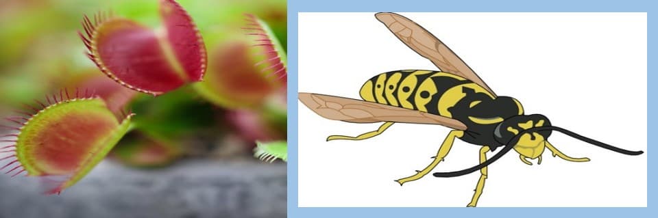 Do Venus Flytraps Eat Wasps