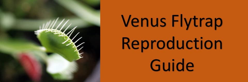 Do Venus Flytraps Have Genders
