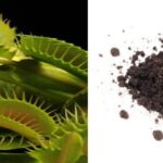 Do Venus Flytraps Need Soil