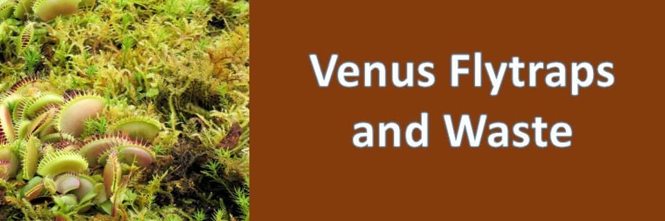 Do Venus Flytraps Poop