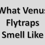 Do Venus Flytraps Smell Bad