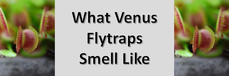 Do Venus Flytraps Smell Bad