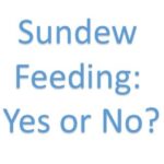 Do You Have to Feed Sundews