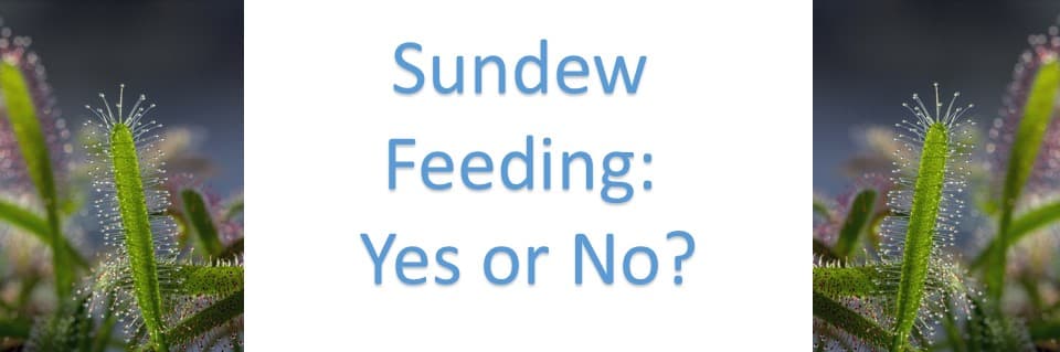 Do You Have to Feed Sundews