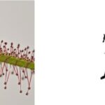 How to Treat Aphids on Sundew