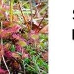 How Long Do Sundew Plants Live?