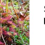 How Long Do Sundew Plants Live