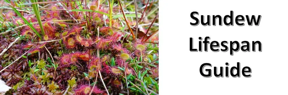 How Long Do Sundew Plants Live